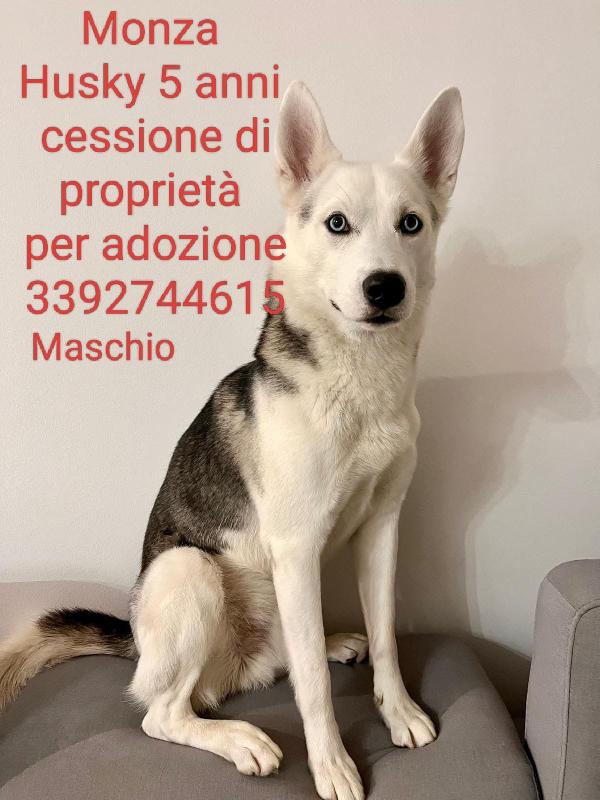 Bellissimo simil husky cerca casa Foto 2