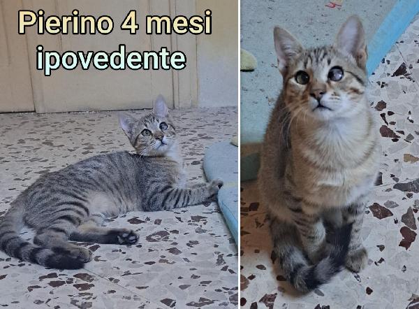 STUPENDI MICINI! SALVATELI  Foto 8
