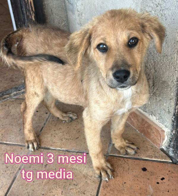 TANTI CUCCIOLI DA ADOTTARE  Foto 3