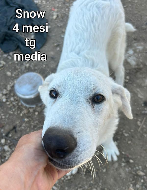 TANTI CUCCIOLI DA ADOTTARE  Foto 4