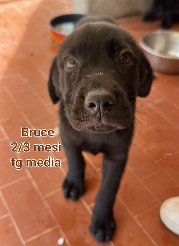 TANTI CUCCIOLI DA ADOTTARE  Foto 9