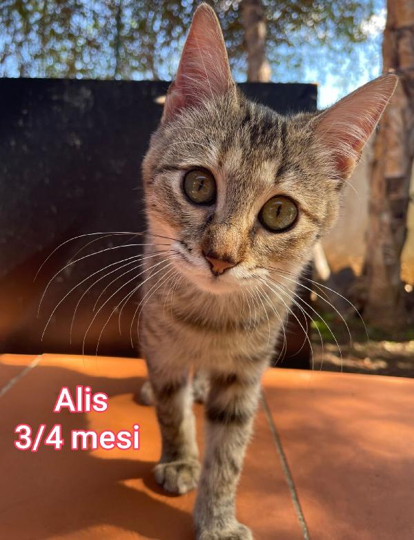 Micini In Adozione!