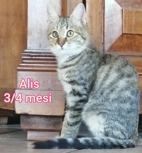 MICINI IN ADOZIONE! Foto 3