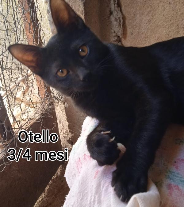 MICINI IN ADOZIONE! Foto 4