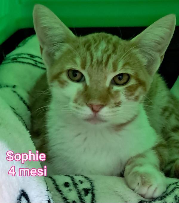MICINI IN ADOZIONE! Foto 5