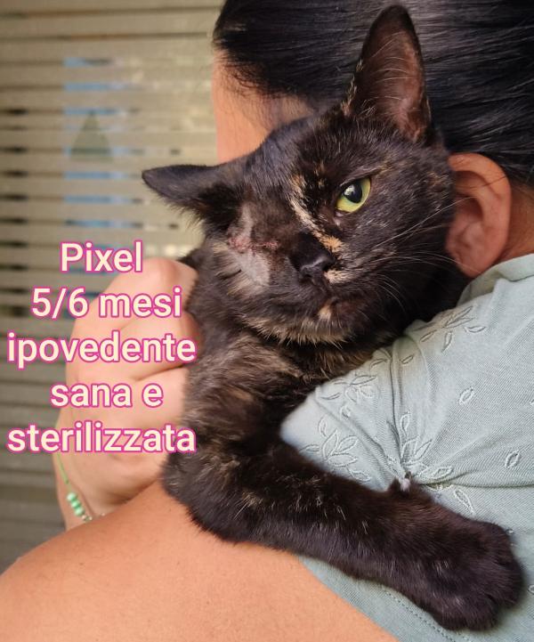 MICINI IN ADOZIONE! Foto 6