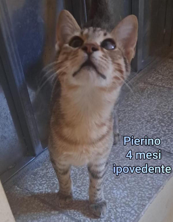 MICINI IN ADOZIONE! Foto 8