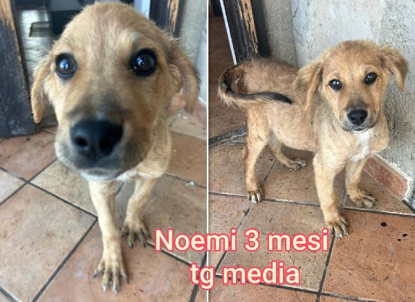 Troppi Cuccioli Senza Famiglia 