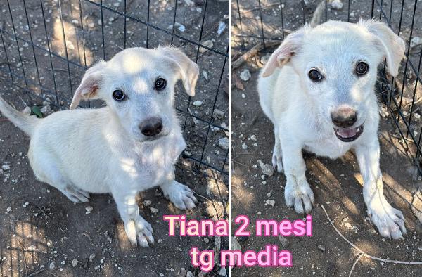 TROPPI CUCCIOLOTTI RINCHIUSI  Foto 2