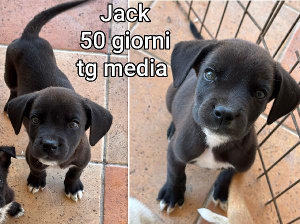 TROPPI CUCCIOLOTTI RINCHIUSI  Foto 3