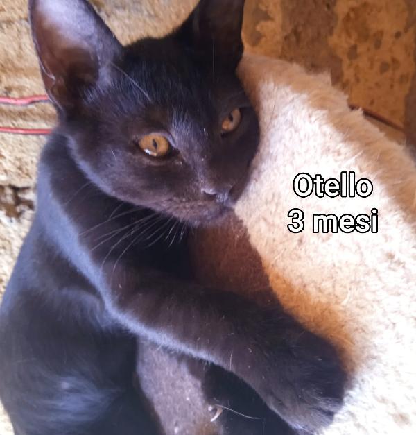 SALVA UN GATTINO! Foto 4