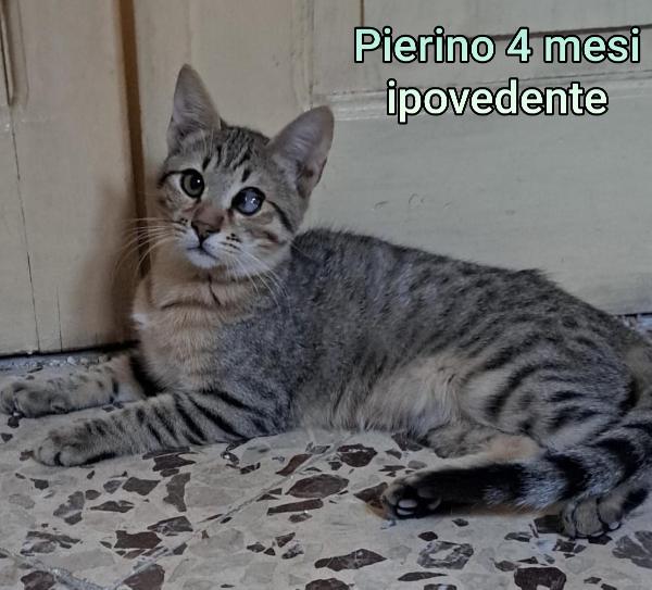 SALVA UN GATTINO! Foto 6