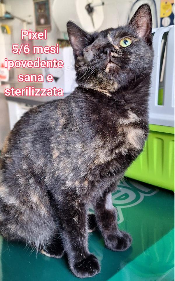 SALVA UN GATTINO! Foto 8