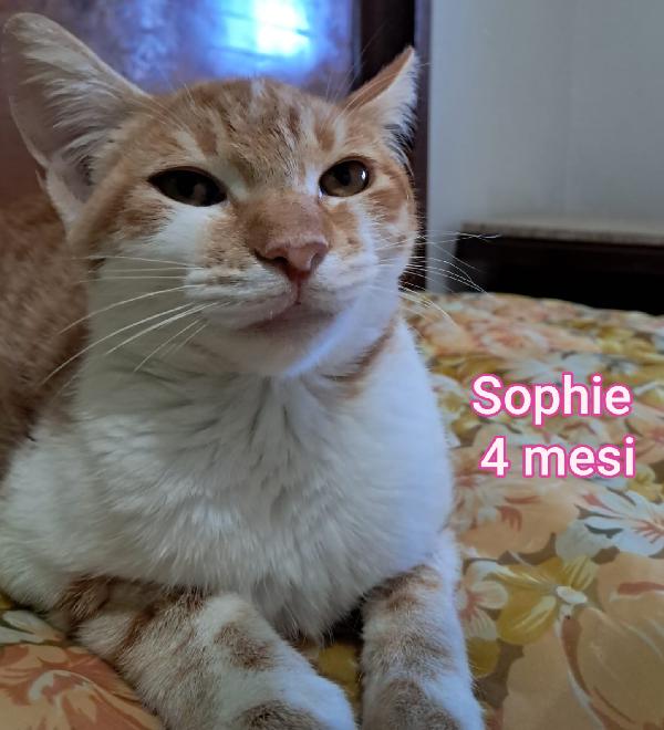 SALVA UN GATTINO! Foto 10