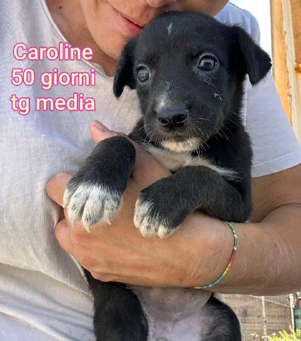 ADOTTA UN CUCCIOLO! Foto 5