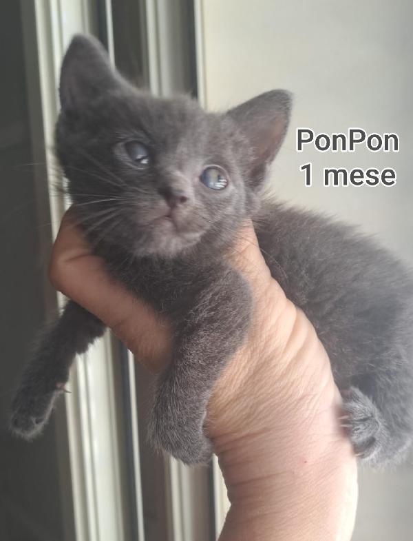 Bellissimi Micini! Dai 2 Mesi