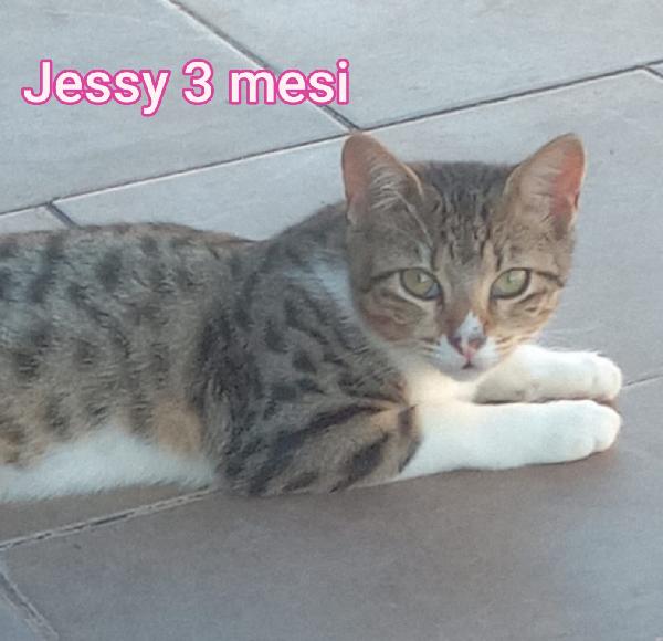 BELLISSIMI MICINI! DAI 2 MESI Foto 3