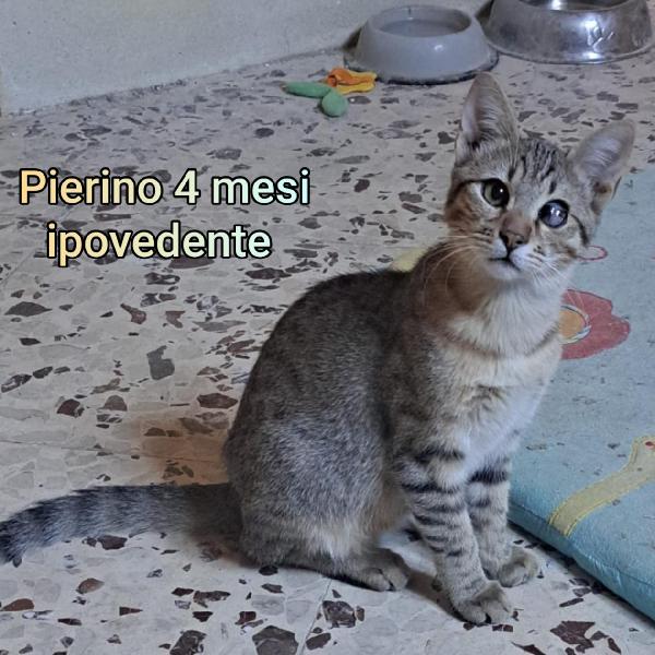 BELLISSIMI MICINI! DAI 2 MESI Foto 4