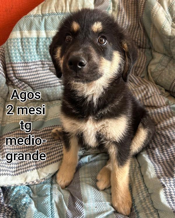 Adorabili Cuccioli! Adotta 