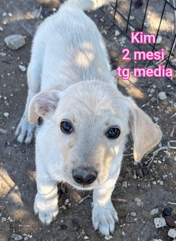 ADORABILI CUCCIOLI! ADOTTA  Foto 4