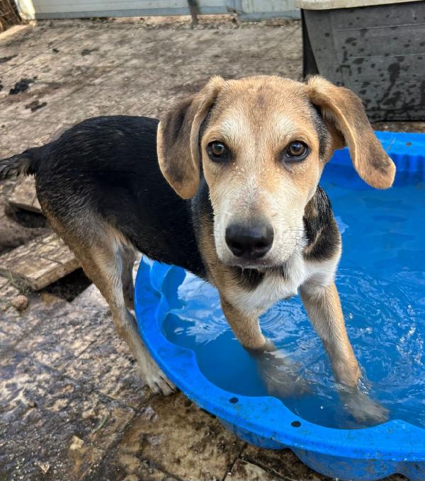 TIMO: CUCCIOLO ESCLUSO DA TUTTI Foto 2