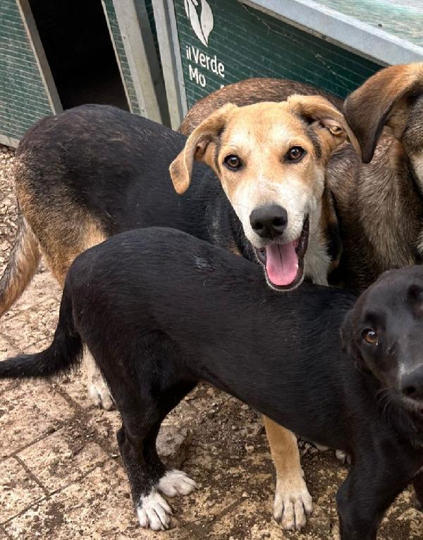 TIMO: CUCCIOLO ESCLUSO DA TUTTI Foto 4