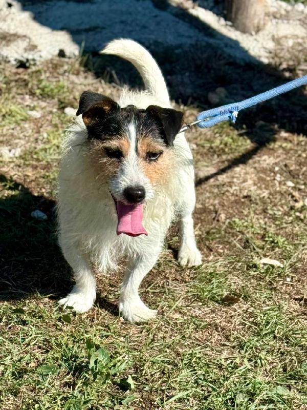 Amanti dei jack russel ecco Cody  Foto 2