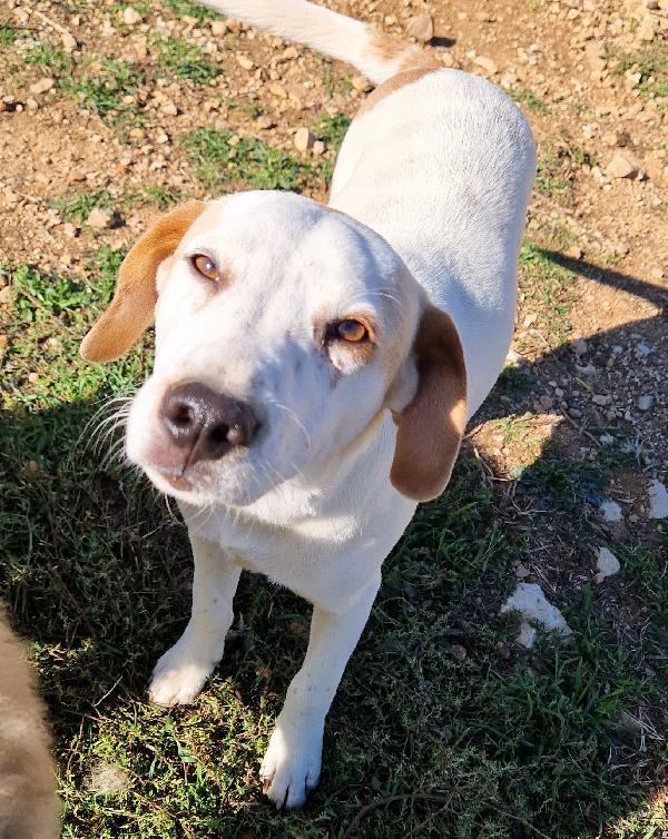 Jake,In Canile,Adottabile In Tutta Italia!