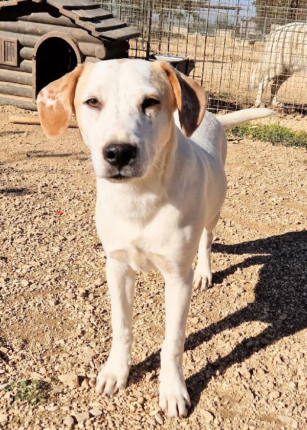 JAKE,IN CANILE,ADOTTABILE IN TUTTA ITALIA! Foto 2