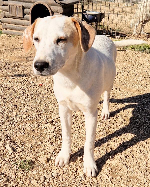 JAKE,IN CANILE,ADOTTABILE IN TUTTA ITALIA! Foto 3