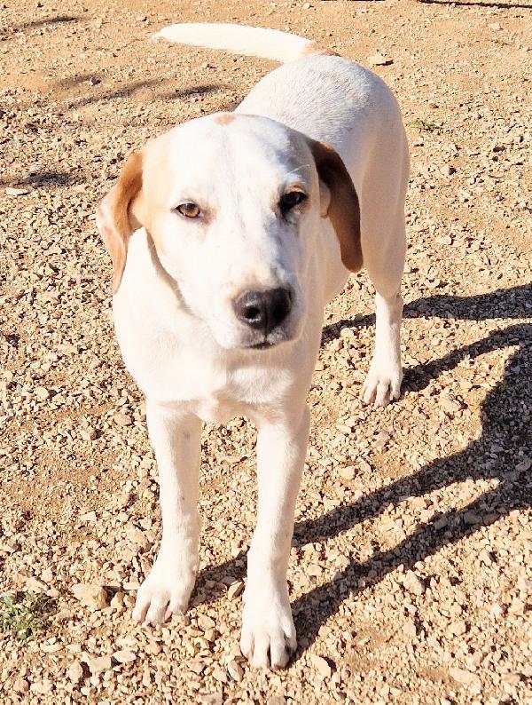 JAKE,IN CANILE,ADOTTABILE IN TUTTA ITALIA! Foto 4