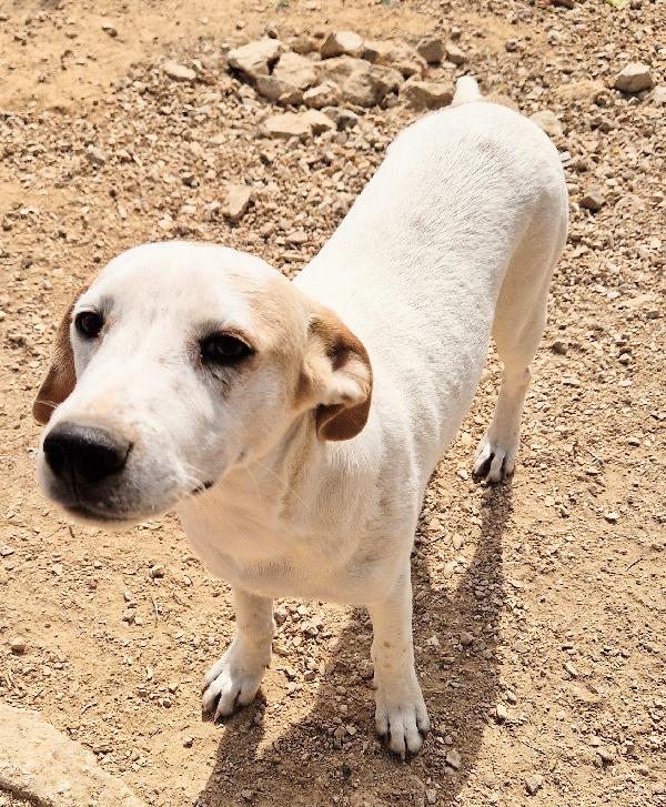JAKE,IN CANILE,ADOTTABILE IN TUTTA ITALIA! Foto 5