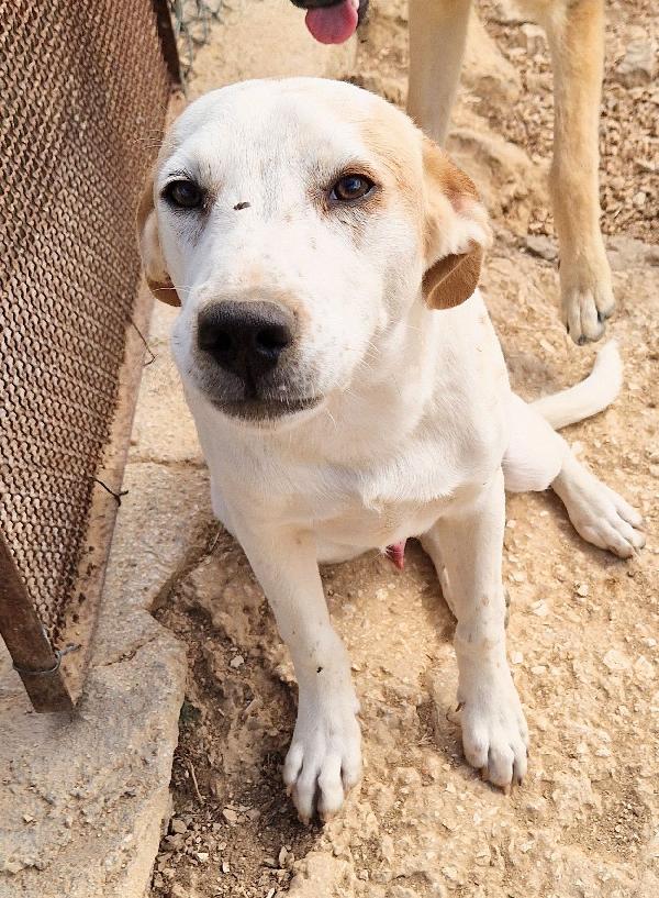 JAKE,IN CANILE,ADOTTABILE IN TUTTA ITALIA! Foto 6