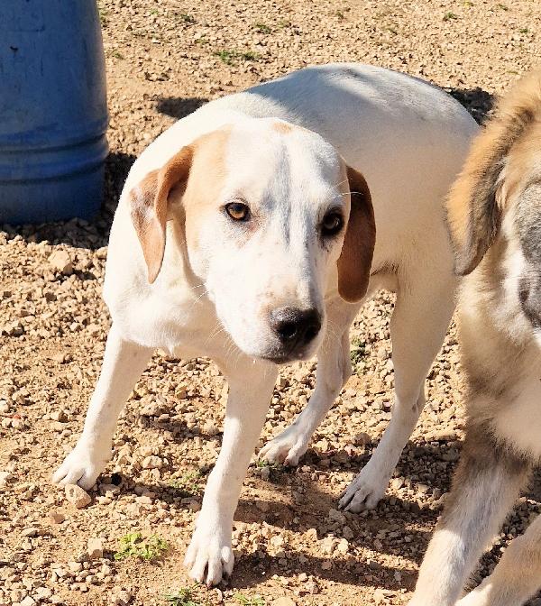 JAKE,IN CANILE,ADOTTABILE IN TUTTA ITALIA! Foto 7
