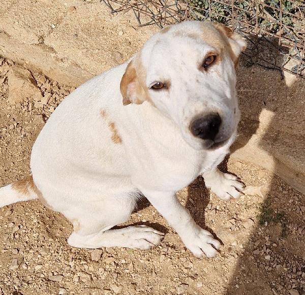 JAKE,IN CANILE,ADOTTABILE IN TUTTA ITALIA! Foto 8
