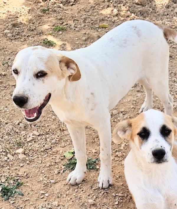 JAKE,IN CANILE,ADOTTABILE IN TUTTA ITALIA! Foto 9