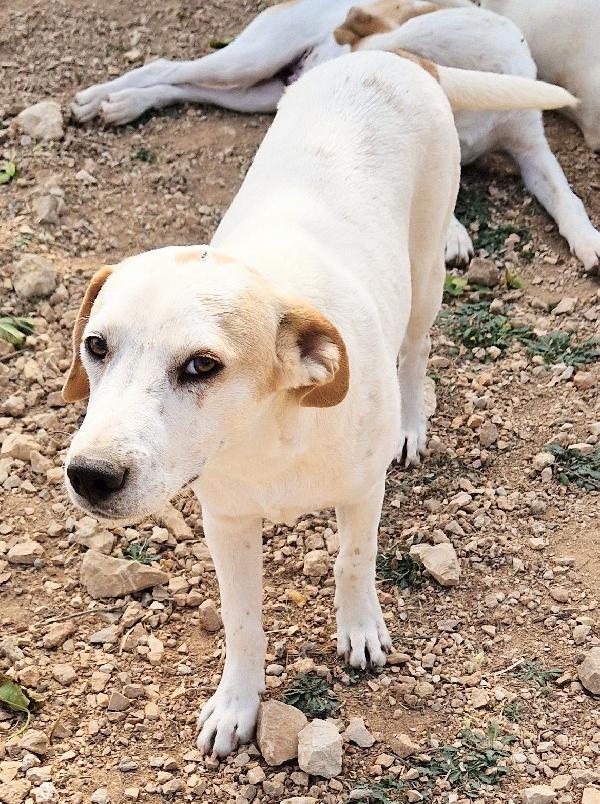 JAKE,IN CANILE,ADOTTABILE IN TUTTA ITALIA! Foto 11
