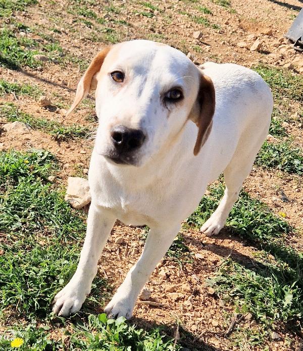 JAKE,IN CANILE,ADOTTABILE IN TUTTA ITALIA! Foto 12