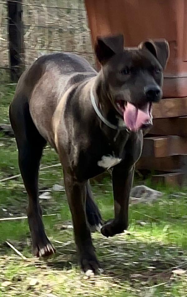 Pollon Una Cucciolona Speciale 
