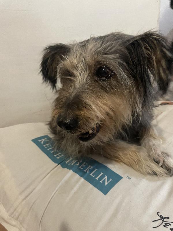Alice 10 Anni 🐶