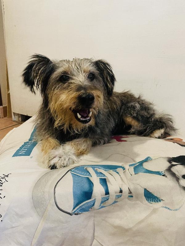 Alice 10 anni 🐶 Foto 2