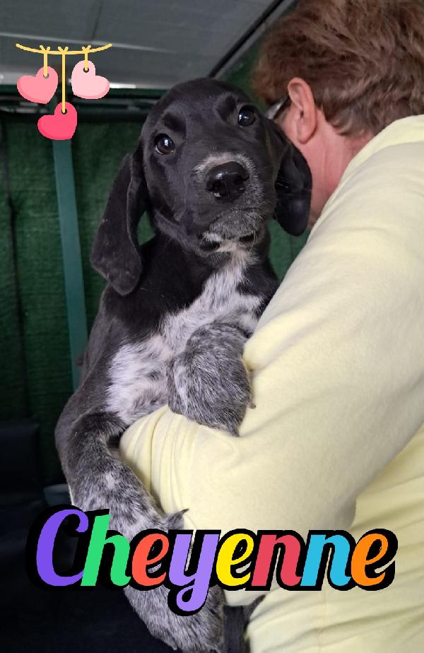 Cuccioli Mix Segugio/Bracco