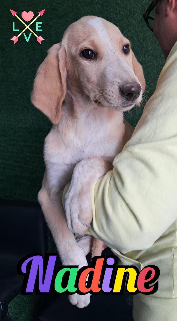 Cuccioli mix segugio/bracco Foto 4