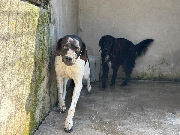 Razzo - Simil Pointer Di 5 Anni