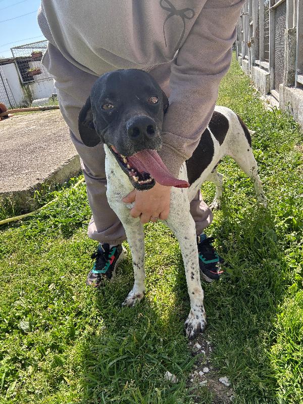 RAZZO - simil pointer di 5 anni Foto 2