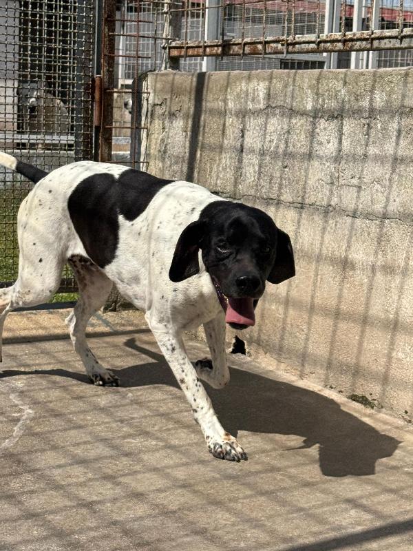 RAZZO - simil pointer di 5 anni Foto 4