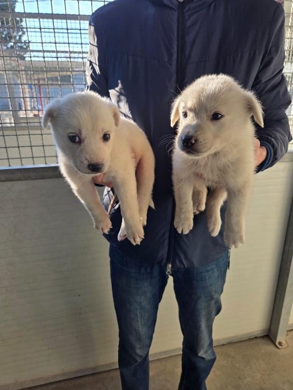 Splendidi Cuccioli Simil Golden Retriever 