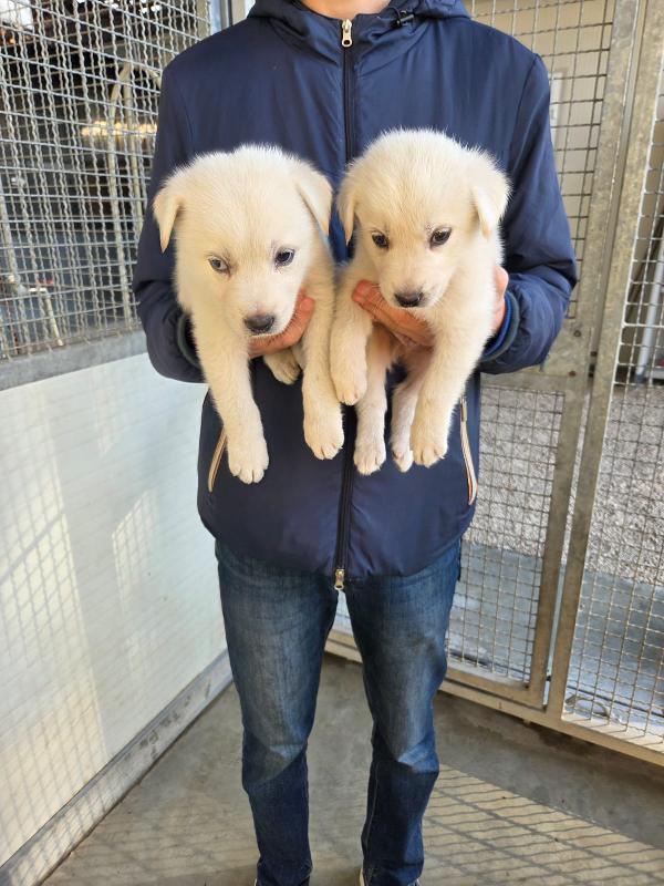 Splendidi cuccioli simil golden retriever  Foto 2