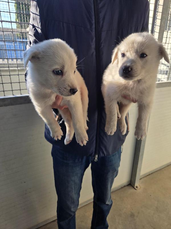 Splendidi cuccioli simil golden retriever  Foto 4