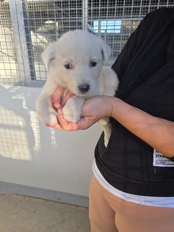 Splendida Cucciola Simil Golden Retriever 